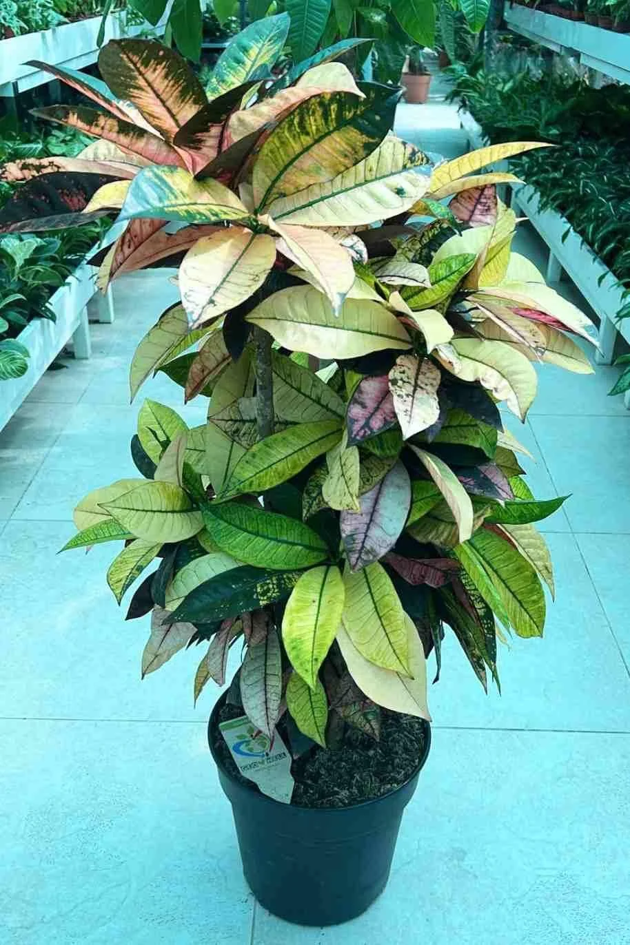 Croton Big thumbnail 4